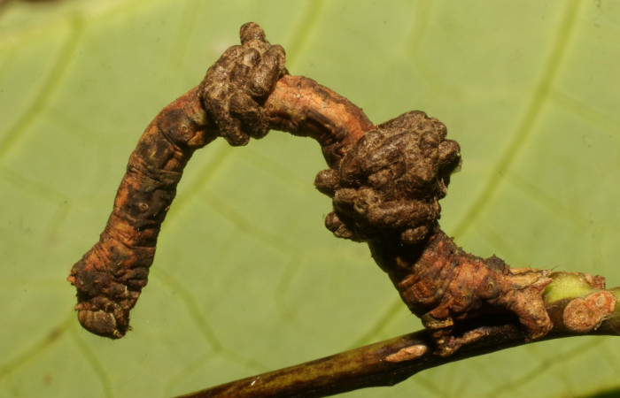 Figura 15. Capullos de parásito de la familia (Braconidae), de la larva <i>Ischnopteris chavesi</i>, (Geometridae). Sector Cacao, Sendero Derrumbe, (elevación 1220 metros). 5 febrero 2020. (20-SRNP-35133-DHJ770548.jpg).