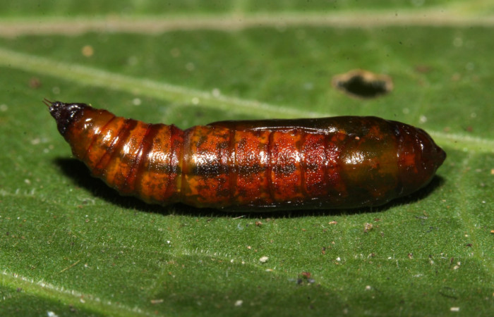 Figura 17. Pupa <i>Ischnopteri chavesi</i>, (Geometridae), ventral entero. (19-SRNP-30489-DHJ764775.jpg).