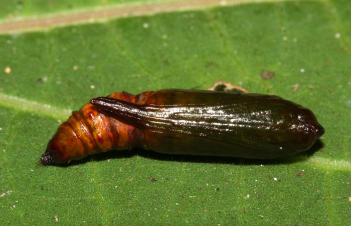 Figura 18. Pupa <i>Ischnopteri chavesi</i>, (Geometridae), ventral entero. (19-SRNP-30489-DHJ764777.jpg).