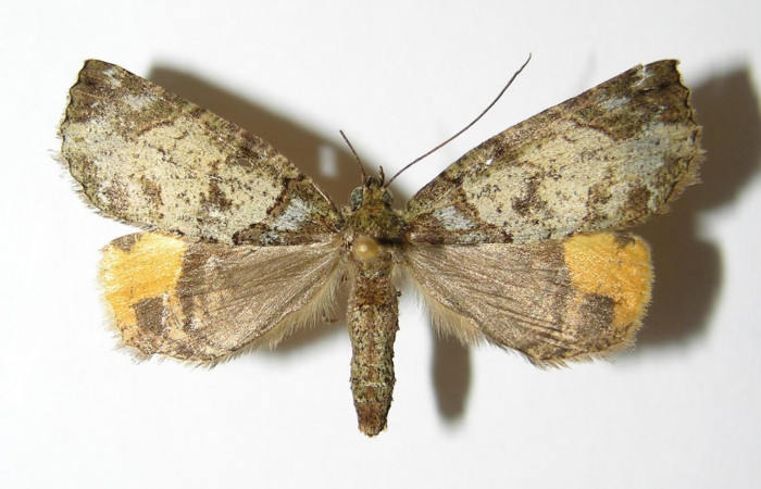 Figura 21. Adulto <i>Ischnopteris chavesi</i> (Geometridae), posición vista dorsal (hembra). (02-SRNP-9493-DHJ325868).