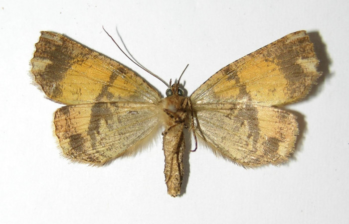 Figura 22. Adulto <i>Ischnopteris chavesi</i> (Geometridae), posición vista ventral (hembra). (02-SRNP-9493-DHJ325869).