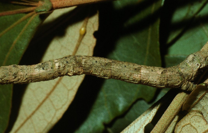 Figura 23.Lateral entero <i>Ischnopteris chavesi</i>, (Geometridae), en la planta <i>Hampea appendiculata</i> (Malvaceae). Sector Cacao, Estación Cacao, (elevación 1150 metros). Colectada 19 junio 2003. (03-SRNP-4664-DHJ73524.jpg).