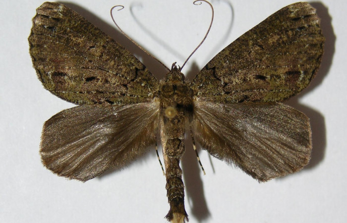 Figura 28. Adulto <i>Ischnopteris</i> bifinitaDHJ02 (Geometridae), posición vista dorsal. (900-SRNP-11398-DHJ326514).