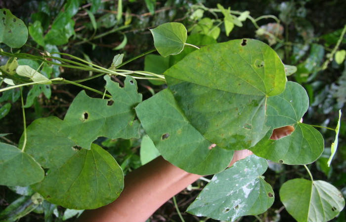 Figura 30. Planta hospedera <i>Cissampelos pareira</i> (Menispermaceae), de <i>Ischnopteris chavesi</i>, (Geometridae). Foto, Jorge Hernández. 28 octubre 2008.