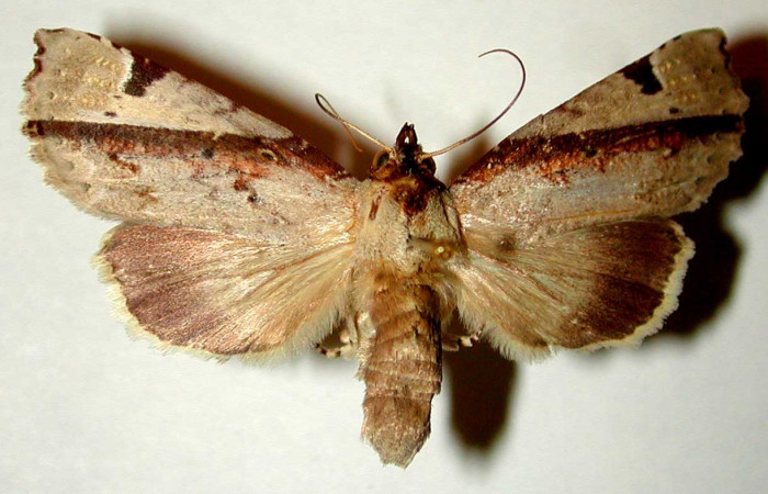Figura 1. Adulto de <i>Calledema jocasta</i> (Notodontidae). Vista dorsal. Voucher 96-SRNP-7027-DHJ32410.jpg.