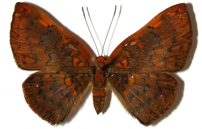 Figura. 14 Adulto <i>Emesis brimo</i> (Erebidae), posición vista dorsal entero. (05-SRNP-2429-DHJ307396).
