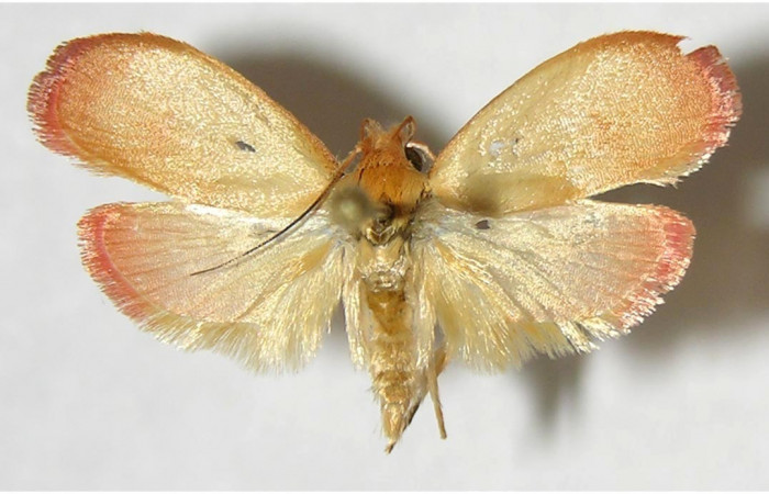 Figura. 16 AdultoelachJanzen01 Janzen109 (Depresariidae), posición vista ventral entero. (07-SRNP-3369-DHJ380386).
