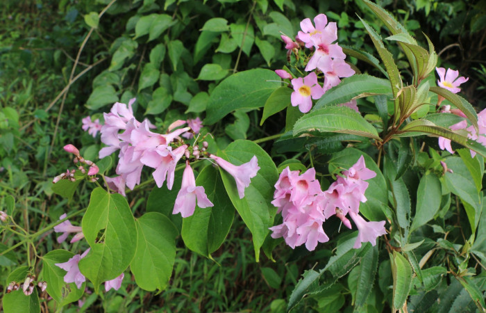 Figura. 2 Habitad <i>Arrabidaea conjugata</i>, (Bignoniaceae). Area de Conservación Guanacaste, Sector Rincón Rain Forest, Estación Leiva, Sendero Flecha, (elevación 491 metros), colectada el 20  Abril 2022. Foto, Jorge Hernández.
