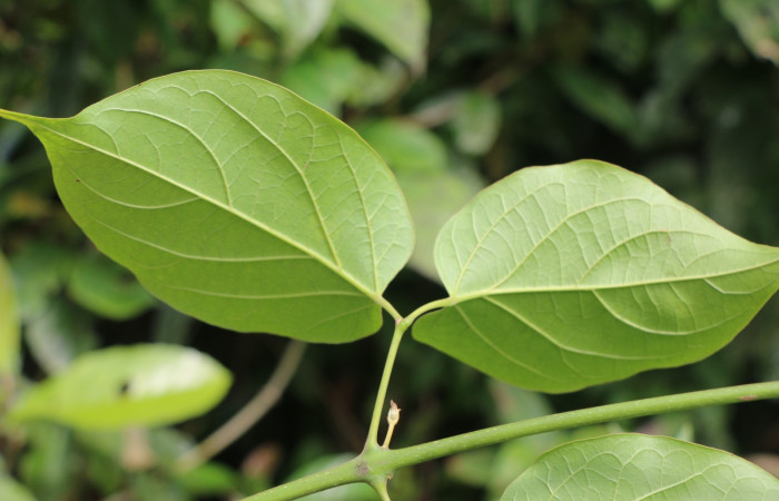 Figura. 5 Hojas posición envés <i>Arrabidaea conjugata</i>, (Bignoniaceae). Area de Conservación Guanacaste, Sector Rincón Rain Forest, Estación Leiva, Sendero Flecha, (elevación 491 metros), colectada el 20  Abril 2022. Foto, Jorge Hernández.
