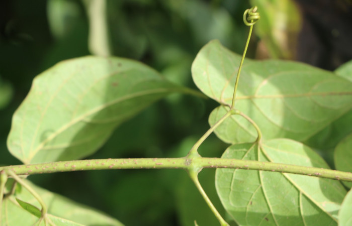 Figura. 6 Posición tallo <i>Arrabidaea conjugata</i>, (Bignoniaceae). Area de Conservación Guanacaste, Sector Rincón Rain Forest, Estación Leiva, Sendero Flecha, (elevación 491 metros), colectada el 20  Abril 2022. Foto, Jorge Hernández.
