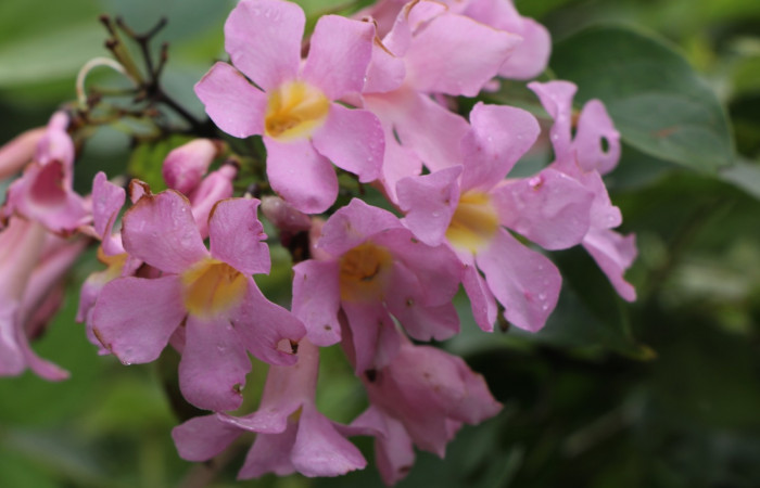 Figura. 8 Flores en racimo <i>Arrabidaea conjugata</i>, (Bignoniaceae). Area de Conservación Guanacaste, Sector Rincón Rain Forest, Estación Leiva, Sendero Flecha, (elevación 491 metros), colectada el 20  Abril 2022. Foto, Jorge Hernández.
