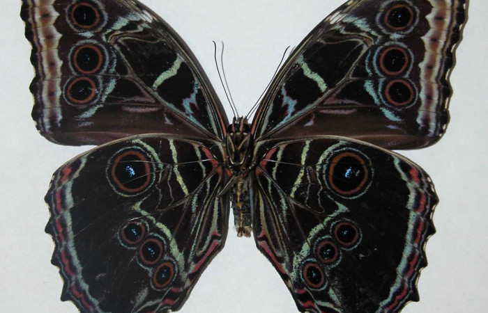 Figura 8. Adulto macho <i>Morpho polybaptus</i> (Nymphalidae). Posición ventral. Área de Conservación Guanacaste, Sector Santa Rosa. 02-SRNP-21505-DHJ34699.
