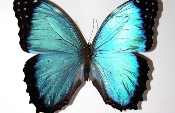 Figura 1. Adulto <i>Morpho polybaptus</i> (Nymphalidae). Área de Conservación Guanacaste, Sector Santa Rosa. 02-SRNP-21505-DHJ97568.