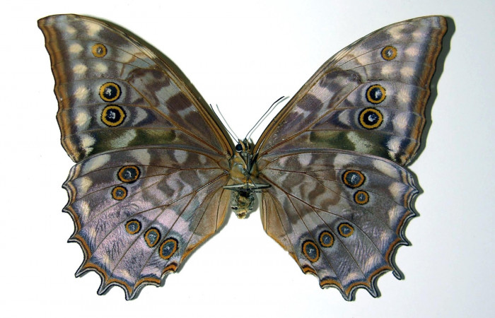 Figura 23. Adulto <i>Morpho heraldica</i> Nymphalidae). Posición ventral. Área de Conservación Guanacaste, Sector Santa Rosa. 02-SRNP-23688-DHJ97679.