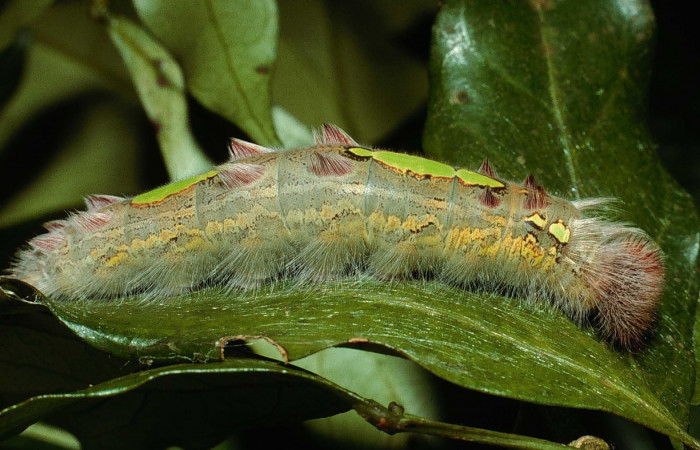 Figura 18. Larva <i>Morpho catalina</i> (Nymphalidae), posición lateral entero en la hoja de la planta <i>Inga marginata</i> (Fabaceae). 02-SRNP-8076-DHJ66310.jpg.