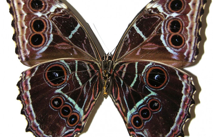Figura 10. Adulto hembra <i>Morpho polybaptus</i> (Nymphalidae). Posición ventral. Área de Conservación Guanacaste, Sector Santa Rosa. 04-SRNP-33010-DHJ308337.