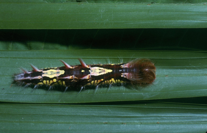 Figura 3. Larva <i>Morpho polybaptus</i> (Nymphalidae), posición entero dorsal en la hoja de la planta <i>Euterpe precatoria</i> (Arecaceae). 04-SRNP-33010-DHJ83893.jpg.