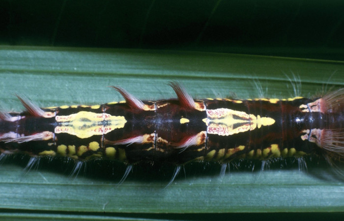 Figura 4. Larva <i>Morpho polybaptus</i> (Nymphalidae), posición centro dorsal en la hoja de la planta <i>Euterpe precatoria</i> (Arecaceae). 04-SRNP-33010-DHJ83896.jpg.