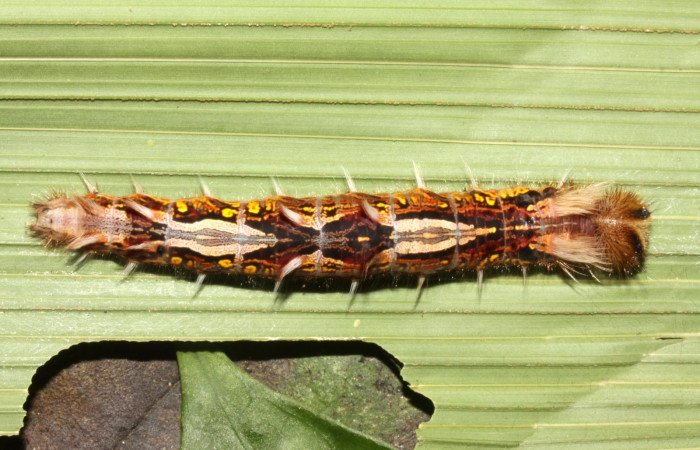 Figura 6. Larva <i>Morpho polybaptus</i> (Nymphalidae), posición dorsal entero en la hoja de la planta <i>Calyptrogyne trichostachys</i> (Arecaceae). 14-SRNP-30115-DHJ720424.jpg.