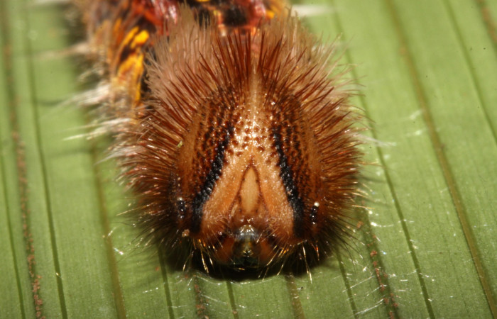 Figura 7. Larva <i>Morpho polybaptus</i> (Nymphalidae), posición dorsal entero en la hoja de la planta <i>Calyptrogyne trichostachys</i> (Arecaceae). 14-SRNP-30115-DHJ720426.jpg.