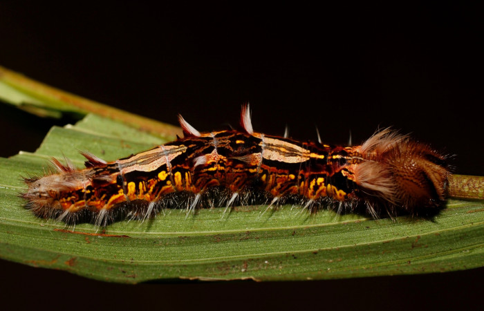 Figura 5. Larva <i>Morpho polybaptus</i> (Nymphalidae), posición lateral en la hoja de la planta <i>Calyptrogyne trichostachys</i> (Arecaceae). 14-SRNP-30115-DHJ802074.jpg.