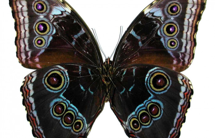 Figura 17. Adulto <i>Morpho helenor</i> (Nymphalidae). Posición ventral. Área de Conservación Guanacaste, Sector Santa Rosa. 97-SRNP-1574-DHJ35113.