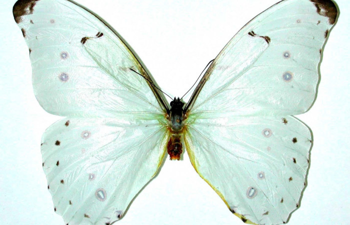 Figura 19. Adulto <i>Morpho catalina</i> (Nymphalidae). Posición dorsal. Área de Conservación Guanacaste, Sector Santa Rosa. 98-SRNP-15846-DHJ35126