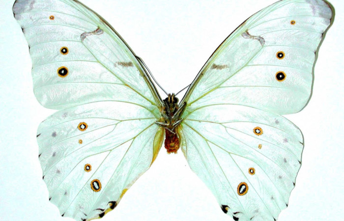 Figura 20. Adulto <i>Morpho catalina</i> (Nymphalidae). Posición ventral. Área de Conservación Guanacaste, Sector Santa Rosa. 98-SRNP-15846-DHJ35127.