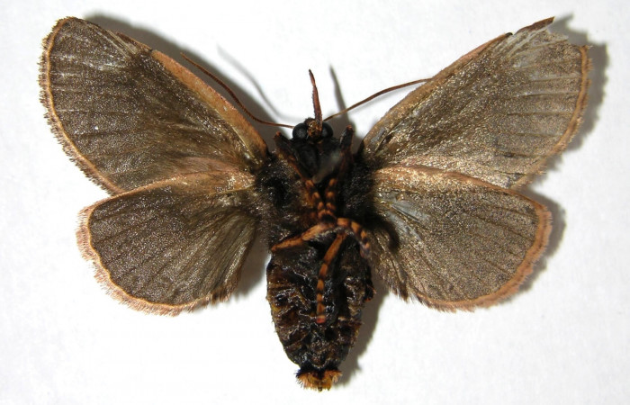 Figura 9. Adulto de <i>Vipsania melanois</i> (Limacodidae). Hembra.Parte ventral. Voucher: 05-SRNP-6204-DHJ349593.
