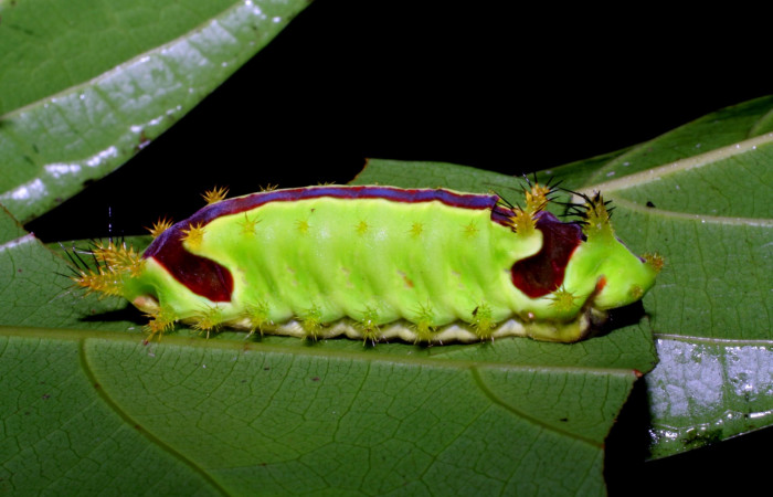 Figura 1. <i>Vipsania melanois</i> (Limacodidae).Último estadio, posición lateral. Voucher: 05-SRNP-6204-DHJ403197.jpg. 
