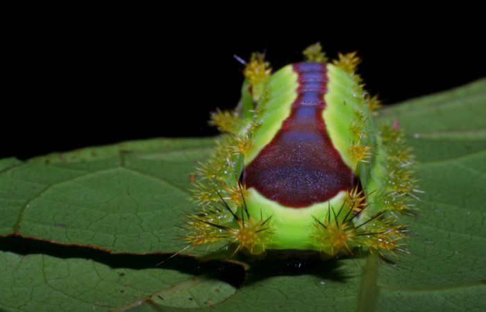 Figura 2. <i>Vipsania melanois</i> (Limacodidae). Último estadio, posición trasera. Voucher: 05-SRNP-6204-DHJ403211.jpg.
