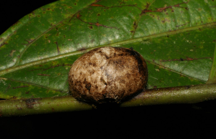 Figura 6. Capullo de <i>Vipsania melanois</i> (Limacodidae). Voucher: 05-SRNP-6204-DHJ403216.jpg.
