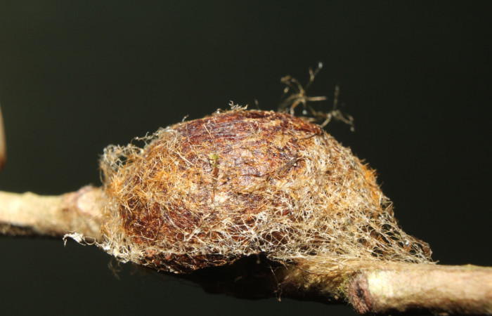 Figura 7. Ejemplo de capullo envuelto en seda de <i>Acharia nesea</i> (Limacodidae). Voucher: 18-SRNP-70050-DHJ741598.jpg.