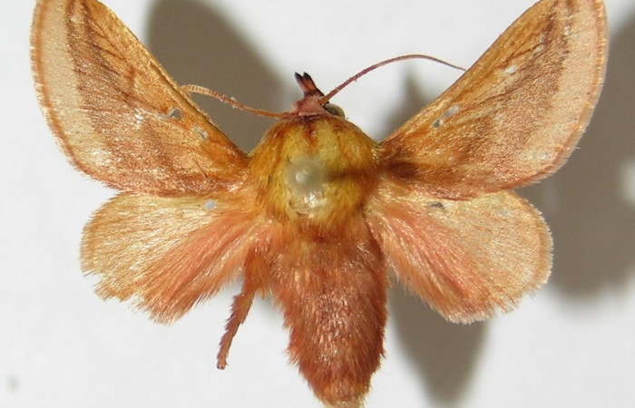 Figura 10. Adulto de <i>Vipsania rosabella</i>. Parte dorsal. (Limacodidae). Voucher: 94-SRNP-4393-DHJ520578.
