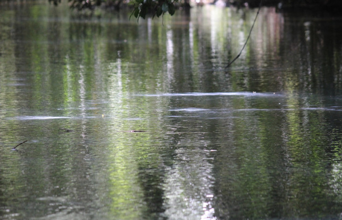 Fig. 11 Contenido fecal de Boat-billed Heron <i>Cochlearius cochlearius</i> (Ardeidae); después de un breve baño, 20 de enero 2021. Agua Buena Sector El Hacha ACG; Foto. Roster Moraga.