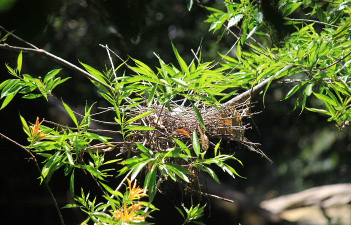 Fig. 12 Nido de Boat-billed Heron <i>Cochlearius cochlearius</i> (Ardeidae) con solamente un huevo, 22 de Marzo 2022. Agua Buena Sector El Hacha ACG; foto. Roster Moraga.