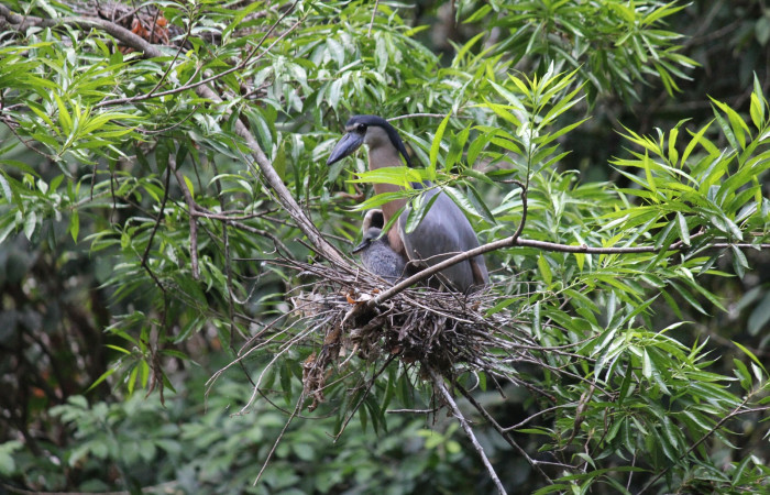 Fig. 14 Nido de Boat-billed Heron <i>Cochlearius cochlearius</i> (Ardeidae) con solamente un pichón 15 de Abril 2022. Agua Buena Sector El Hacha ACG; foto. Roster Moraga.