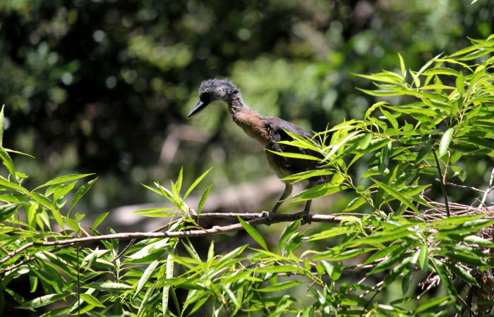 Fig. 15 Pichón de Boat-billed Heron <i>Cochlearius cochlearius</i> (Ardeidae) con aproximadamente 16 días de nacido. 25 de Abril 2022. Agua Buena Sector El Hacha ACG; foto. Roster Moraga.