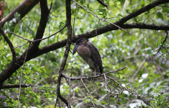 Fig. 16 Joven de Boat-billed Heron <i>Cochlearius cochlearius</i> (Ardeidae) 25 de Abril 2022. Agua Buena Sector El Hacha ACG; foto. Roster Moraga.