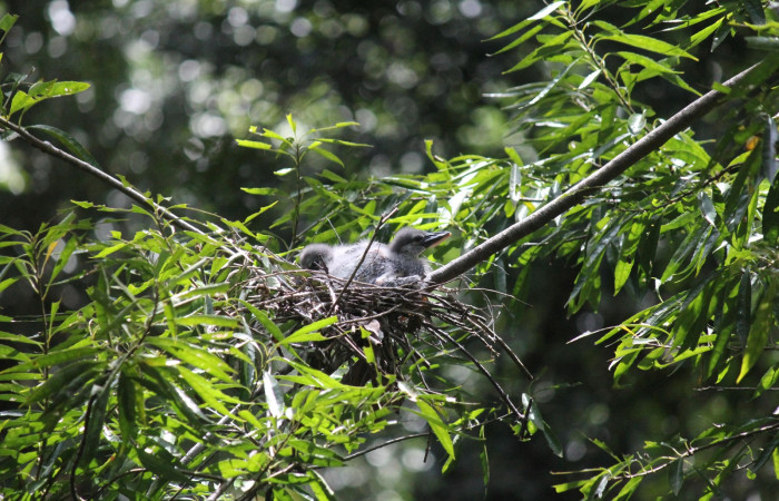Fig. 3 Pichones de Boat-billed Heron <i>Cochlearius cochlearius</i> (Ardeidae); su nido es en una rama que cuelga en dirección al río, 05 de enero 2021. Agua Buena Sector El Hacha ACG; Foto. Roster Moraga.