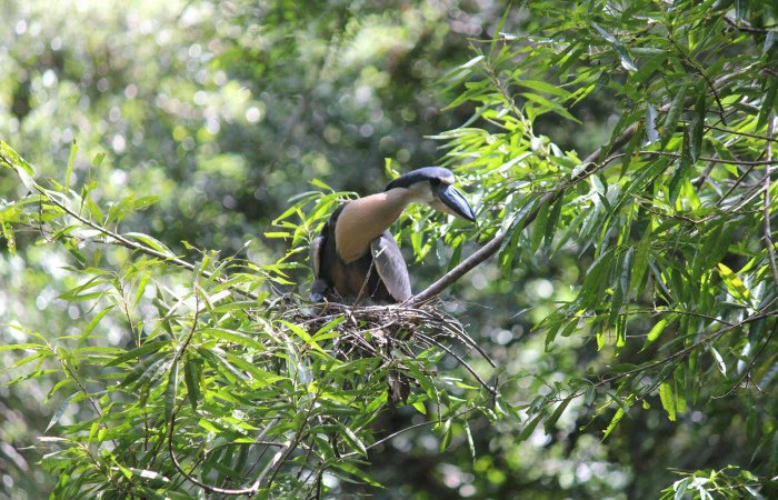 Fig. 4 Boat-billed Heron <i>Cochlearius cochlearius</i> (Ardeidae); atento a ruidos en el agua; 05 de enero 2021. Agua Buena Sector El Hacha ACG; Foto. Roster Moraga.