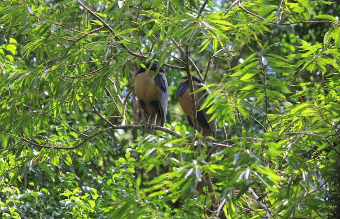 Fig. 6 Boat-billed Heron <i>Cochlearius cochlearius</i> (Ardeidae) perchados en una rama en dirección al río, 05 de enero 20221. Agua Buena Sector El Hacha ACG; Foto. Roster Moraga.