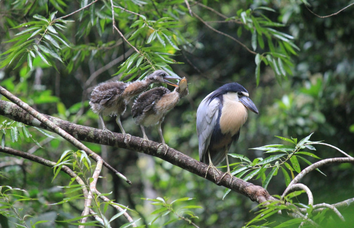 Fig. 9 Pichones de Boat-billed Heron <i>Cochlearius cochlearius</i> (Ardeidae); acompañando a uno de sus progenitores en una rama que cuelga en dirección al río, 20 de enero 2021. Agua Buena Sector El Hacha ACG; Foto. Roster Moraga.