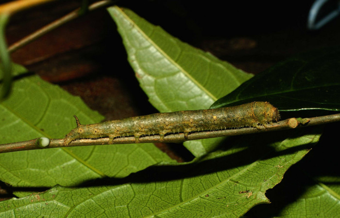 Fig.10. Larva de <i>Quentalia chromana</i>. En posición lateral de 39mm de longitud. Voucher : 00-SRNP-23655-DHJ56645.jpg.