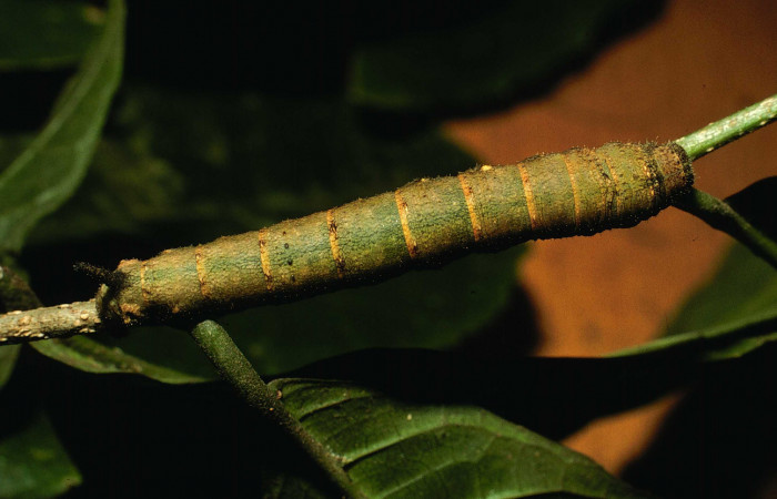 Fig.12. Larva de Larva de <i>Quentalia chromana</i>. En posición dorsal de 43mm de longitud. Voucher : 01-SRNP-700-DHJ57387.jpg.