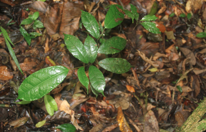 Fig.16. Planta juvenil de <i>Sorocea affinis</i> (Moraceae), planta hospedera de <i>Quentalia chromana</i>.