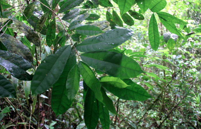 Fig.17. Mostrando hojas de <i>Sorocea affinis</i>  (Moraceae), planta hospedera de <i>Quentalia chromana</i>. 