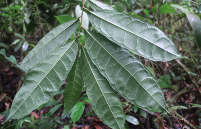 Fig.18. Mostrando envés de hojas de <i>Sorocea affinis</i>  (Moraceae), planta hospedera de <i>Quentalia chromana</i>.
