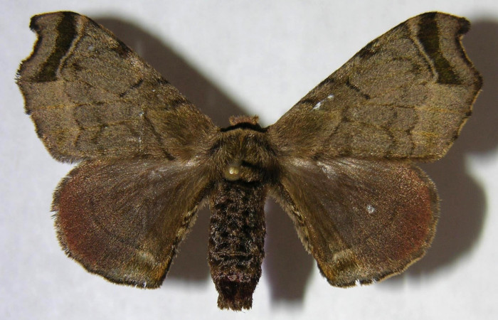 Fig.3. Adulto de <i>Quentalia</i> chromanaDHJ01. En posición dorsal de 41mm de longitud. Voucher : 06-SRNP-22465-DHJ360138.jpg.  DHJ01.