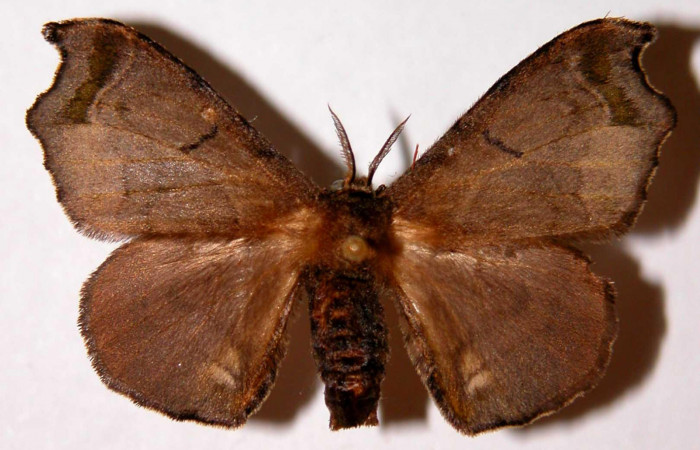 Fig.4. Adulto de <i>Quentalia</i> chromanaDHJ02. En posición dorsal de 37mm de longitud. Voucher : 02-SRNP-29509-DHJ330350.jpg.